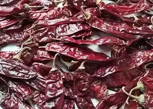 Paprika - Capsicum annuum